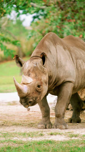 White Rhinoceros Standing Grassland.jpg Wallpaper