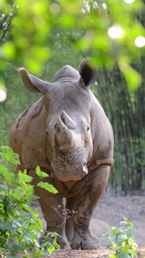 White Rhinoceros Standingin Forest Wallpaper