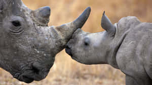 White Rhinoceros Tender Moment Wallpaper