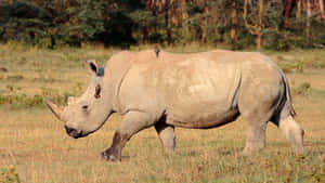 White Rhinoceros With Birds Wallpaper