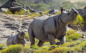 White Rhinocerosand Calfin Wild Wallpaper