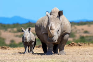 White Rhinocerosand Calfin Wild Wallpaper