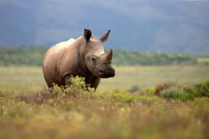 White Rhinocerosin Grassy Field Wallpaper