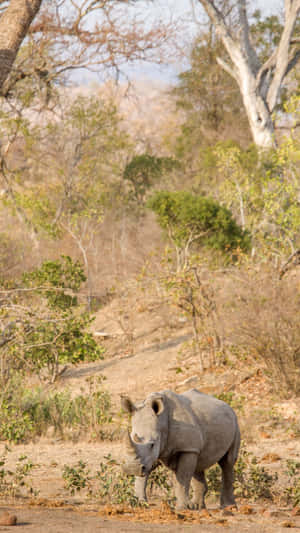 White Rhinocerosin Natural Habitat.jpg Wallpaper