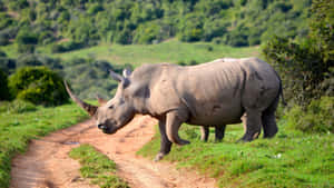 White Rhinocerosin Natural Habitat.jpg Wallpaper