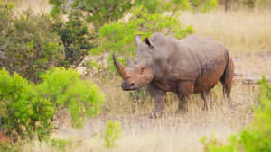 White Rhinocerosin Natural Habitat.jpg Wallpaper