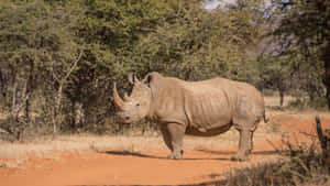 White Rhinocerosin Natural Habitat.jpg Wallpaper