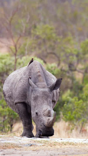 White Rhinocerosin Natural Habitat Wallpaper