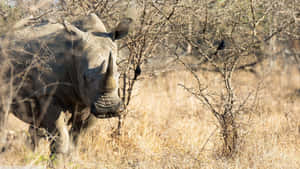 White Rhinocerosin Savanna Habitat.jpg Wallpaper