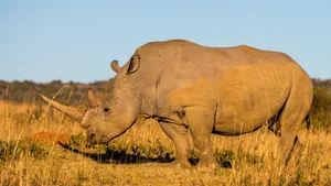 White Rhinocerosin Savannah Wallpaper