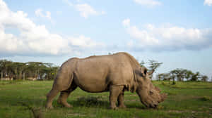 White Rhinocerosin Savannah Grassland Wallpaper