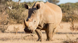 White Rhinocerosin Savannah.jpg Wallpaper