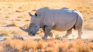 White Rhinocerosin Savannah Sunlight Wallpaper