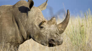 White Rhinoceroswith Oxpecker Bird Wallpaper