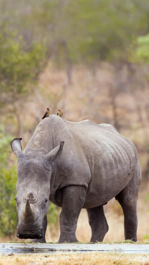 White Rhinoceroswith Oxpeckers.jpg Wallpaper