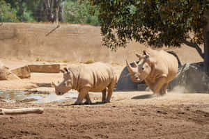 White Rhinos Near Watering Hole.jpg Wallpaper