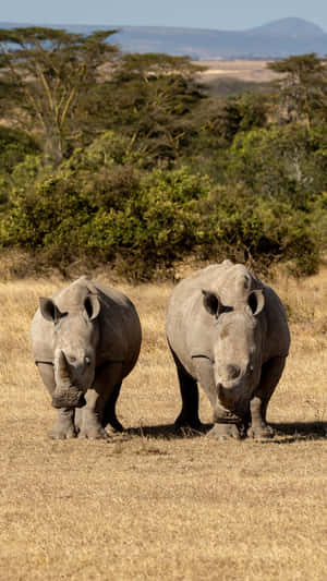 White Rhinosin Savannah Wallpaper