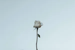 White Rose Aesthetic Wallpaper