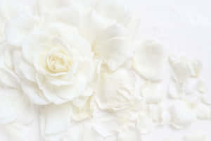 White Rose Petals Background Wallpaper