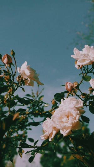 White Roses Against A Blue Sky Wallpaper