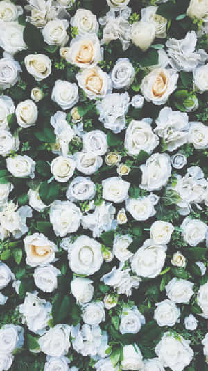 White Roses Iphone Flower Field Wallpaper