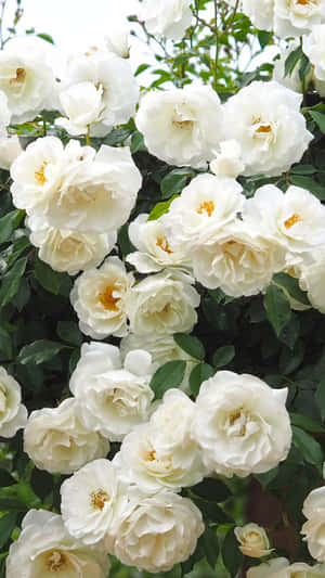 White Roses Iphone In Bushes Wallpaper