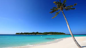 White Sand Beach Palm Trees Wallpaper