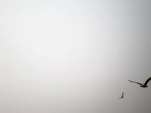 White Screen With Birds Wallpaper