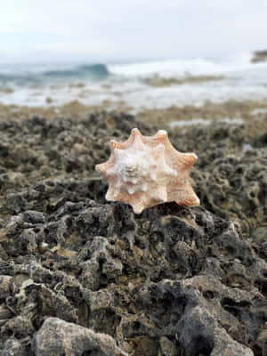 White Seashell On A Reef Wallpaper