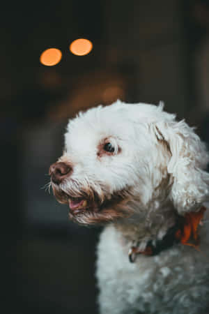 White Shaggy Dog Portrait Wallpaper