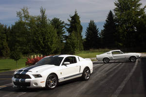 White Shelby Iphone Wallpaper