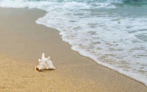 White Shell In Ocean Shore Wallpaper