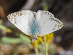 White Skipper Butterflyon Yellow Flower Wallpaper