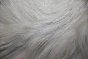 White Smooth Animal Fur Wallpaper