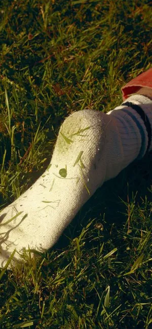 White Sockon Grass Wallpaper