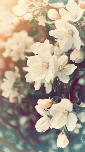 White Spring Aesthetic Wallpaper