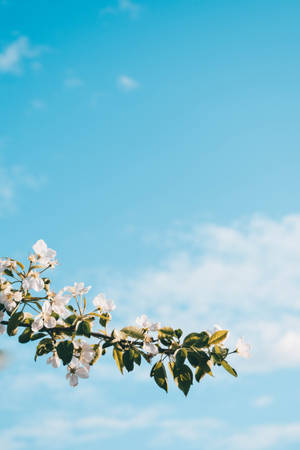 White Spring Flower Tree Wallpaper