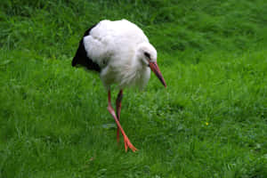 White Stork Grassy Field Wallpaper