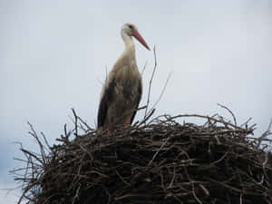 White Stork Nestingon Treetop Wallpaper