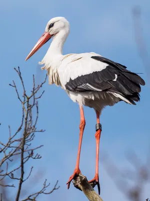 White Stork Perched Against Blue Sky.jpg Wallpaper