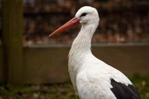 White Stork Portrait.jpg Wallpaper