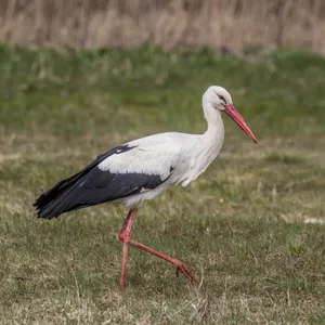 White Stork Striding Gracefully.jpg Wallpaper