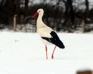 White Storkin Snowy Field.jpg Wallpaper