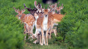 White-tailed Deer Standing Among Autumn Leaves Wallpaper