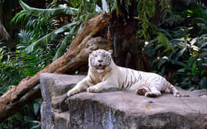 White Tiger Resting Singapore Zoo Wallpaper