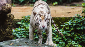 White Tiger Singapore Zoo Wallpaper