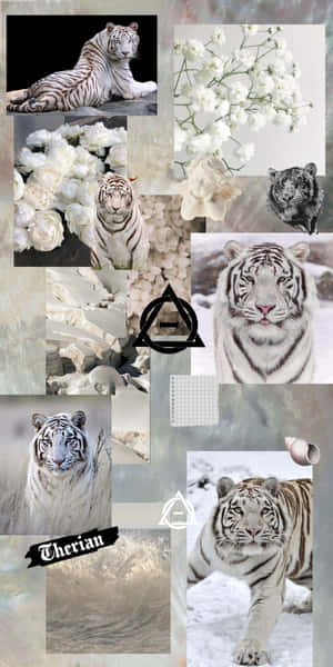 White Tiger Therian Collage Wallpaper