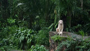 White Tigerin Singapore Zoo Wallpaper