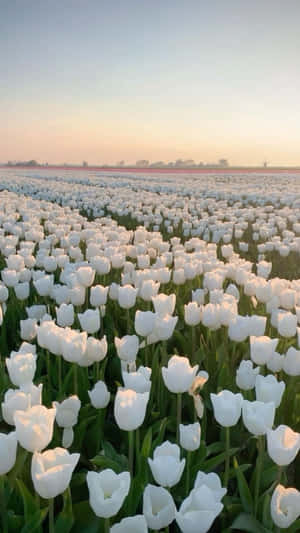 White Tulip Field Sunset Glow Wallpaper