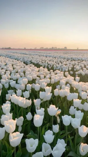 White Tulip Field Sunset Glow Wallpaper
